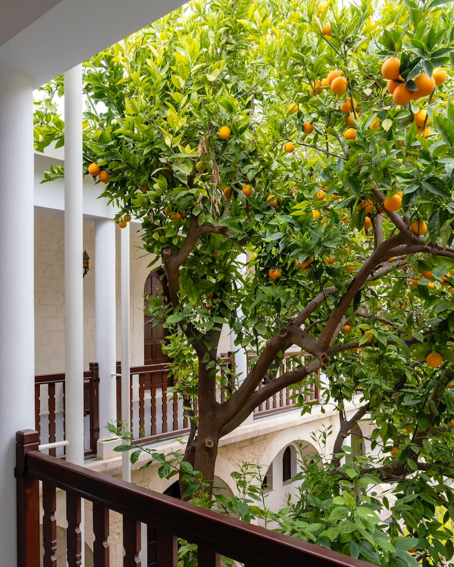 Patio con naranjos cargados de fruta