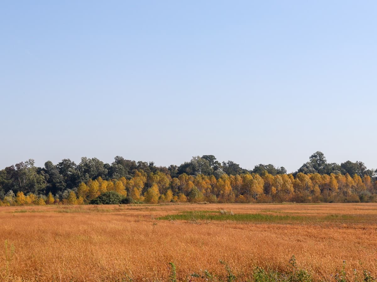 Campo de hierba con árboles al fondo